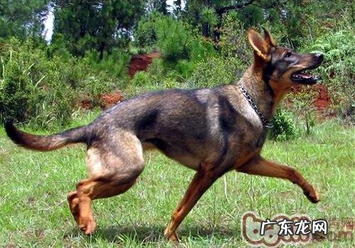 小狗扑咬的训练法