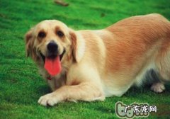 怎样训练小狗匍匐前进