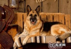 德国牧羊犬训炼常见问题