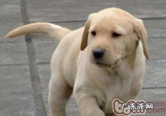 训练狗狗的常见问题