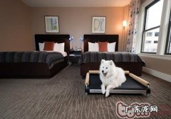 怎样阻拦小狗往床边爬