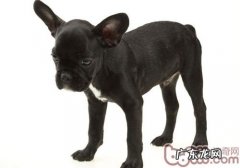 小狗会跟随路人走该怎么办