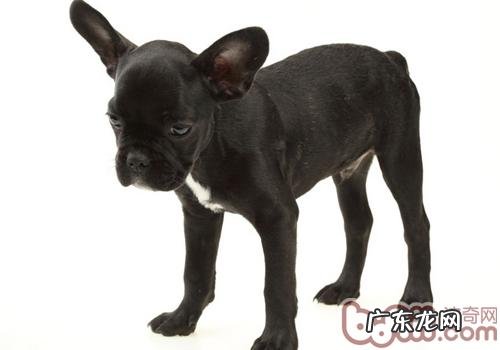 小狗会跟随路人走该怎么办