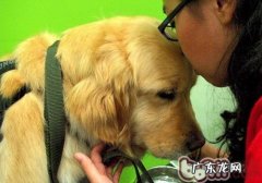 导盲犬的价格多少
