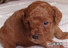 怎样训练小狗滚翻