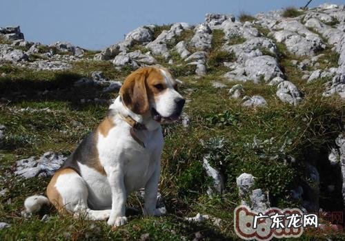 训练狗狗的基础方式