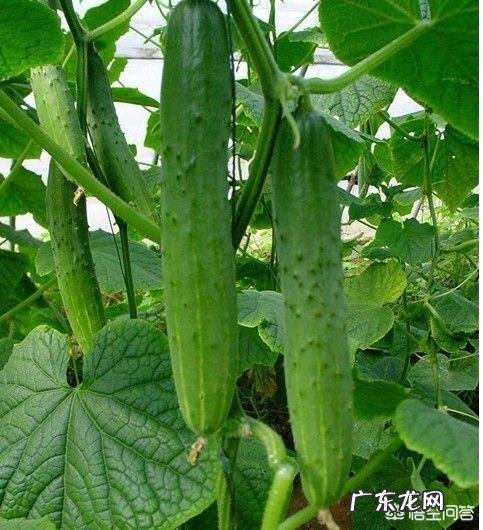 夏天到了，有没有什么适合夏天吃的菜