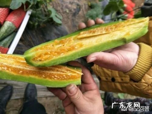 网红甜瓜羊角蜜正热卖,农户如何才能种出高品质羊角蜜瓜呢