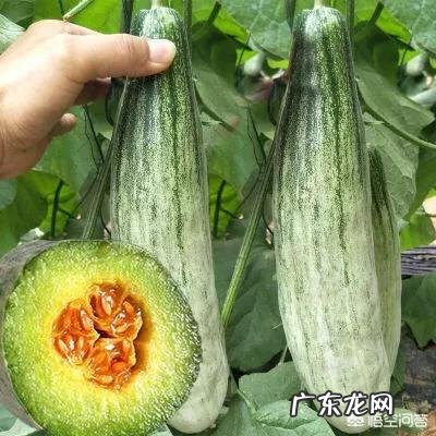 网红甜瓜羊角蜜正热卖,农户如何才能种出高品质羊角蜜瓜呢