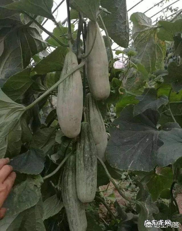 网红甜瓜羊角蜜正热卖,农户如何才能种出高品质羊角蜜瓜呢