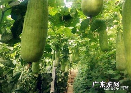 网红甜瓜羊角蜜正热卖,农户如何才能种出高品质羊角蜜瓜呢