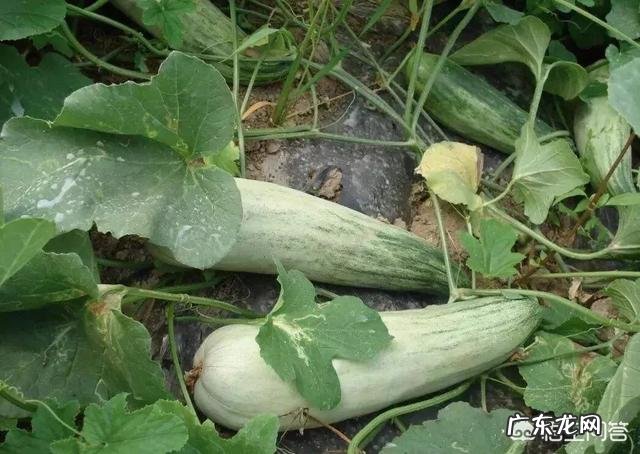 网红甜瓜羊角蜜正热卖,农户如何才能种出高品质羊角蜜瓜呢