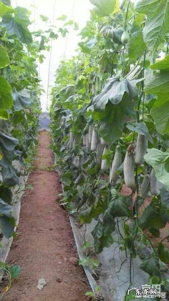 网红甜瓜羊角蜜正热卖，农户如何才能种出高品质羊角蜜瓜呢