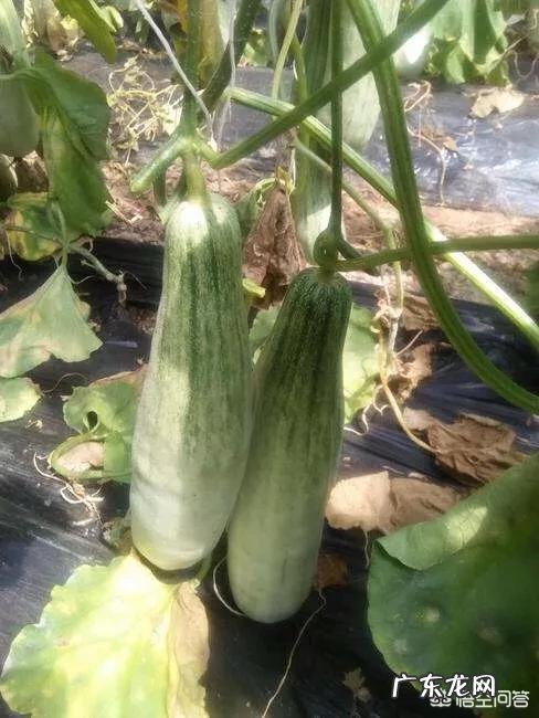 网红甜瓜羊角蜜正热卖,农户如何才能种出高品质羊角蜜瓜呢