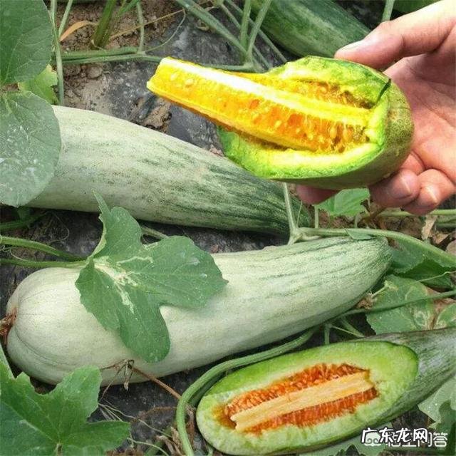 网红甜瓜羊角蜜正热卖,农户如何才能种出高品质羊角蜜瓜呢