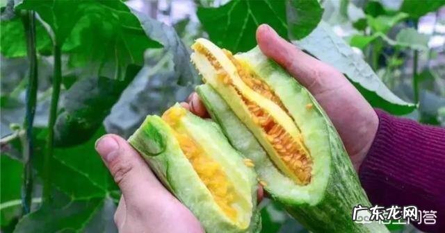 网红甜瓜羊角蜜正热卖,农户如何才能种出高品质羊角蜜瓜呢