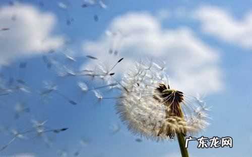 描写春天蒲公英的优美句子 【抖音文案】春天的蒲公英怎么描写
