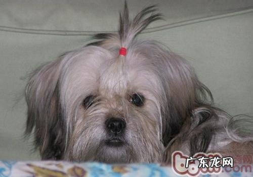 如何训练小狗融入响声