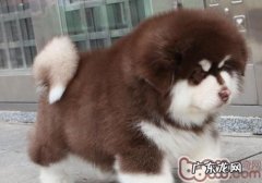 如何训炼阿拉斯加狗