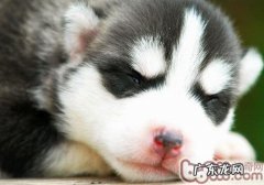 怎么训练金毛不乱串