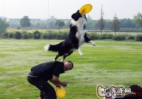 怎样训练小狗接飞盘