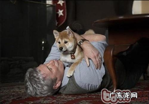 如何纠正小狗的不良习惯