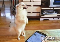 怎样训练小狗站起