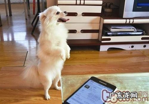 怎样训练小狗站起