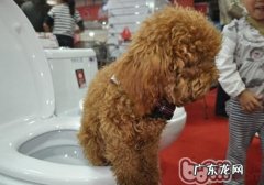 怎么让小狗学好用坐便器