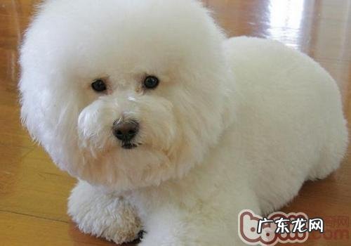 怎么让小狗改正偷食的习惯性