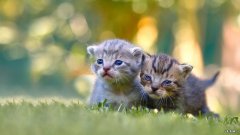 白心的火龙果减肥:红色肉火龙果与火龙果有什么不同？