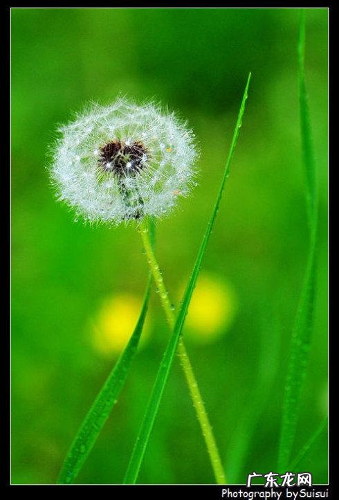 蒲公英的诗句 【抖音文案】描写蒲公英诗句