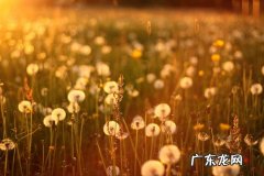 蒲公英赞美老师的唯美句子 【抖音文案】蒲公英的唯美短句子