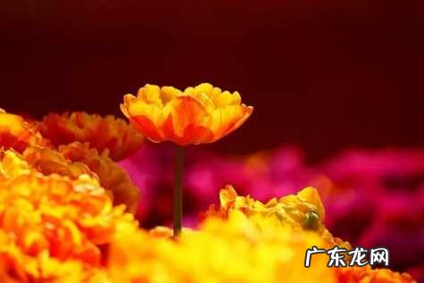 往后余生的句子唯美短句 【抖音文案】花开的句子唯美短句