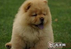 松狮狗乱咬该怎么办