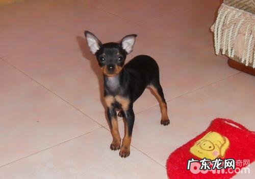 训狗时恰当的语调很重要