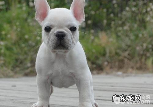 训狗有什么忌讳