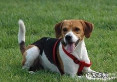美国猎狐犬非常容易训炼吗