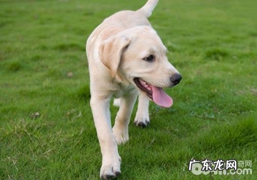 怎样塑造小狗的满意度