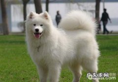 萨摩耶犬的简易训炼