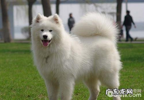 萨摩耶犬的简易训炼