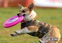 危害训练狗狗的要素有什么