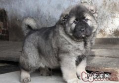 高加索犬咬人物品该怎么办