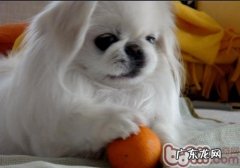 怎样纠正小狗的护食难题