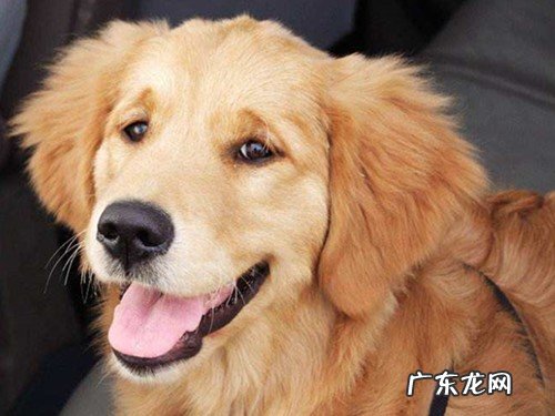 小狗去口臭喷雾机哪个好用