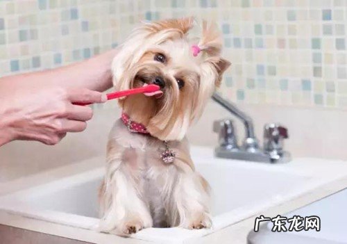 小狗去口臭喷雾机哪个好用