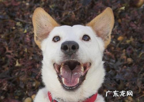 小狗去口臭喷雾机哪个好用