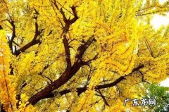 赞美银杏树的优美句子结尾 【抖音文案】赞美千年银杏树的句子