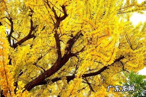 赞美银杏树的优美句子结尾 【抖音文案】赞美千年银杏树的句子