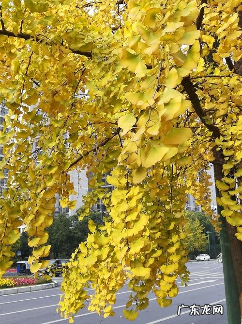 赞美银杏树的优美句子 【抖音文案】银杏树赞美你